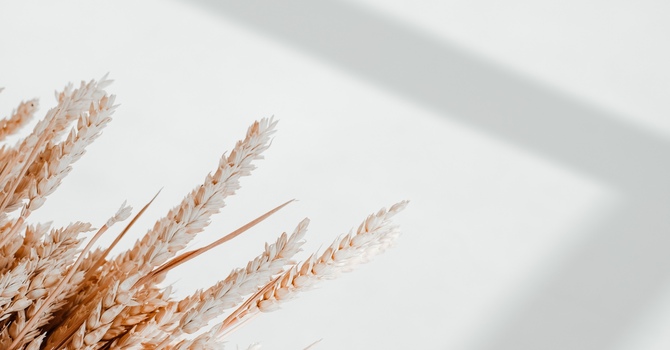 The Importance of Spinal Health for Overall Wellness